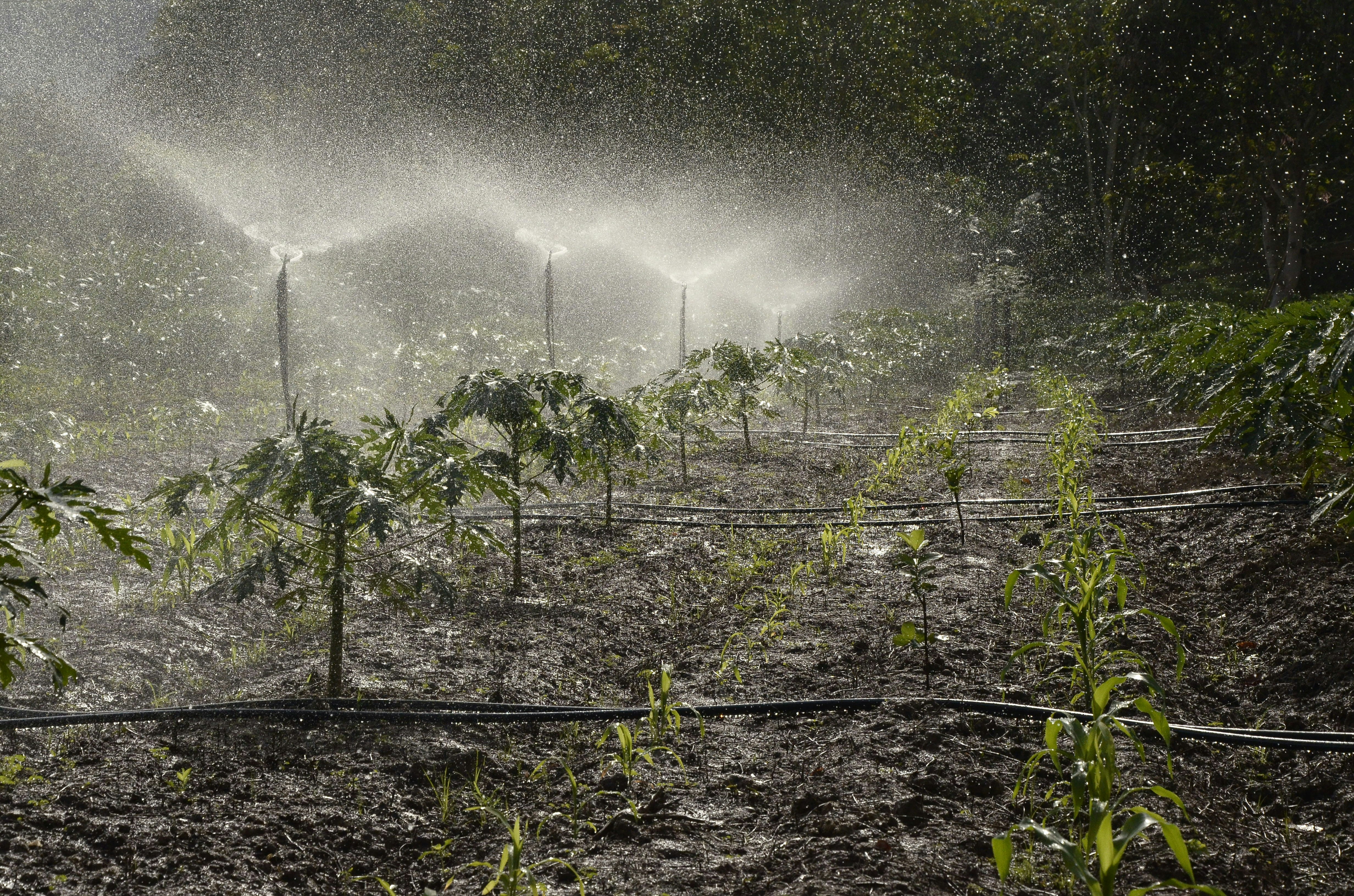 Everest Sprinkler System in Agricultural Field